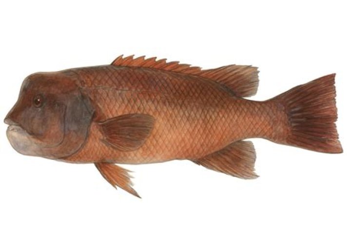 Can you eat Kobudai fish?