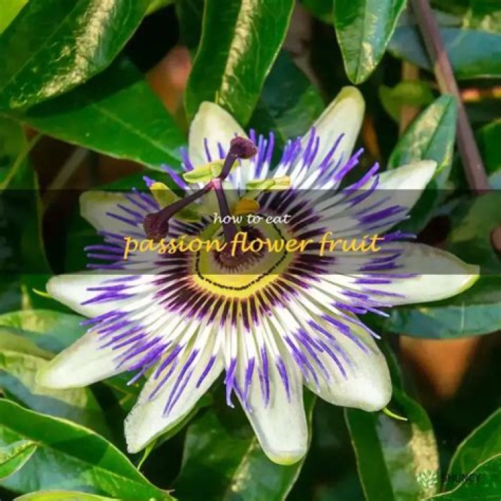 Can you eat Passion Flower?