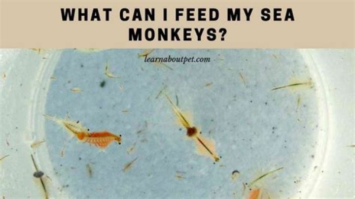 Can you feed sea monkeys fish food?