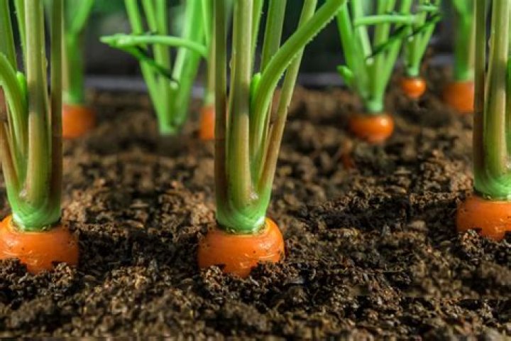 Can you find carrots in the wild?