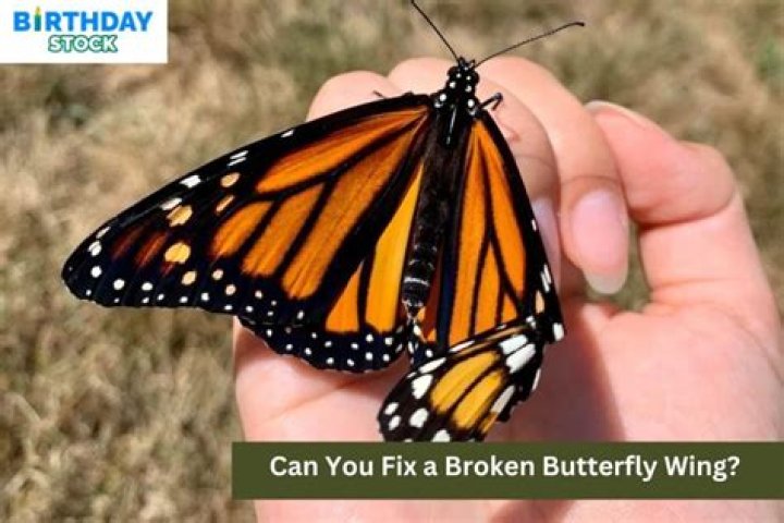 Can you fix butterfly wings?