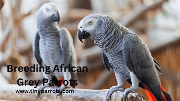 Can you get African GREY parrots in Australia?