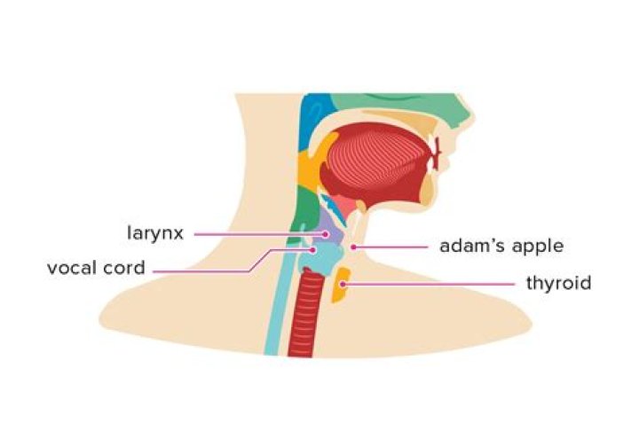 Can you get an Adam's apple from testosterone?