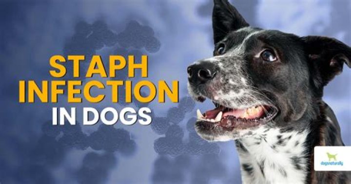Can you get an infection from your dog licking you?