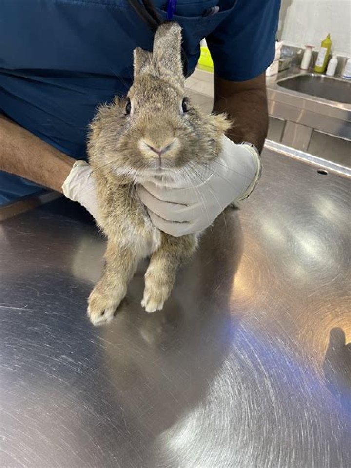 Can you get rabbits microchipped?