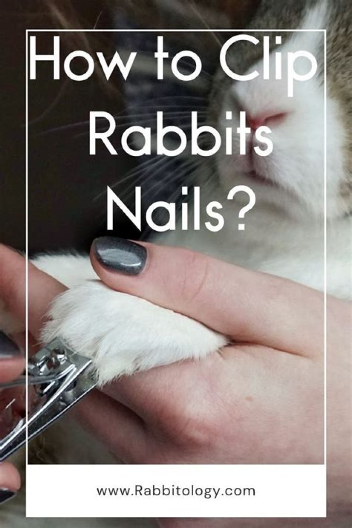 Can you get rabbits nails clipped?