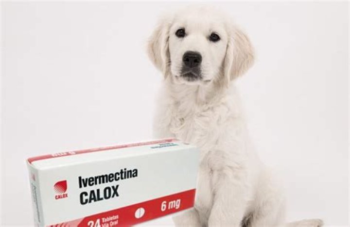 Can you give dogs ivermectin?