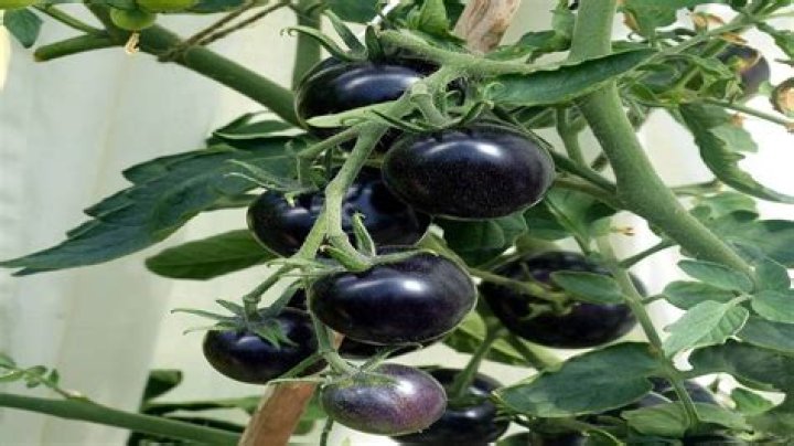 Can you grow Black Krim tomatoes in containers?