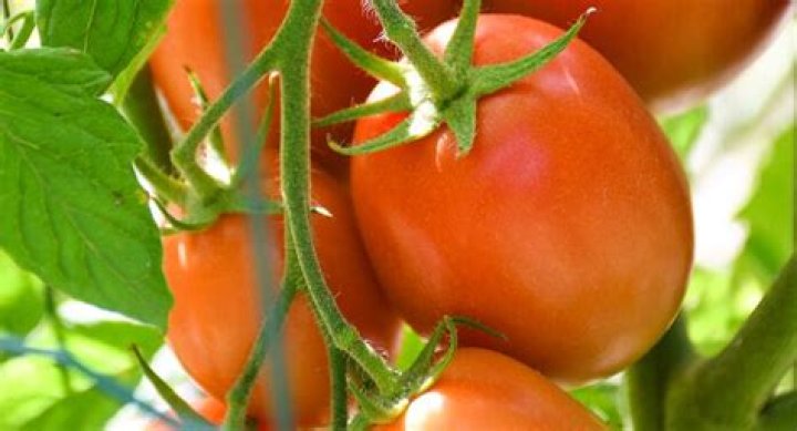 Can you grow tomatoes year round in Texas?