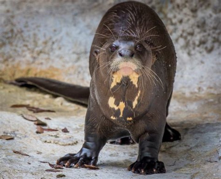 Can you have an otter as a pet in Minnesota?