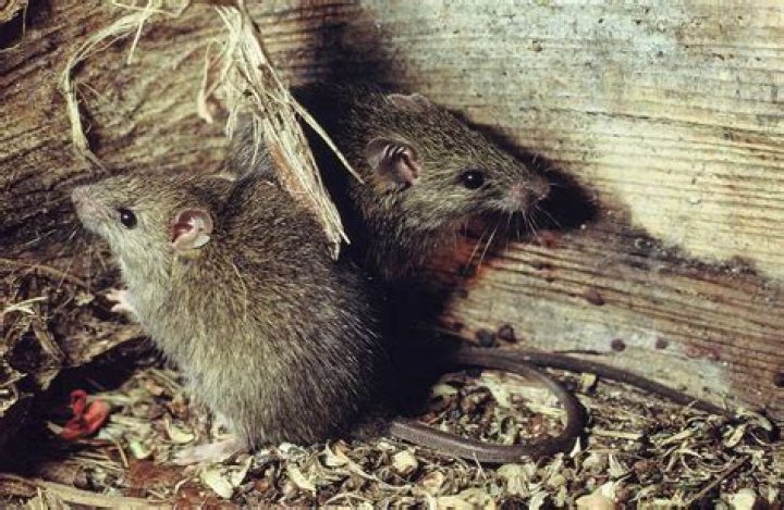 Can you have pet rats in New Zealand?