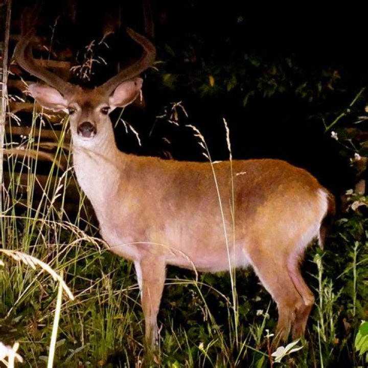 Can you hunt at night in Wisconsin?