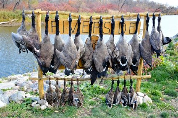 Can you hunt waterfowl over crops?