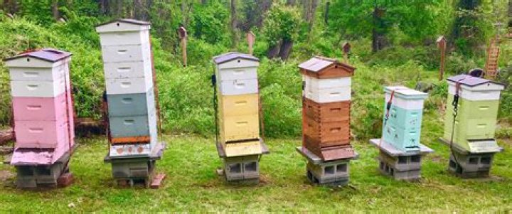 Can you keep bees in Omaha?