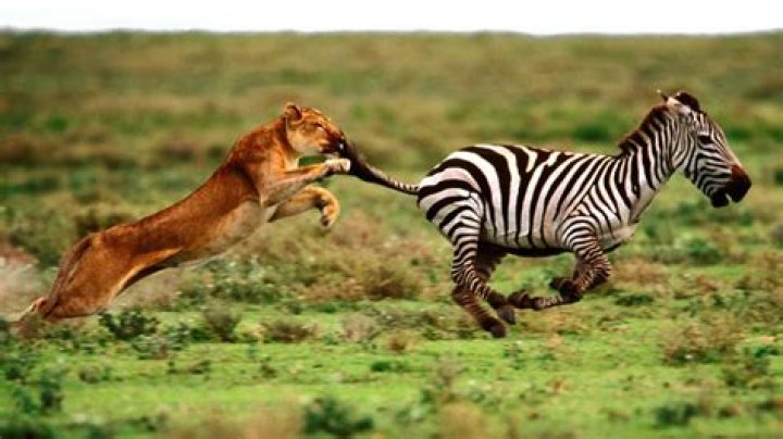 Can you legally kill a zebra?