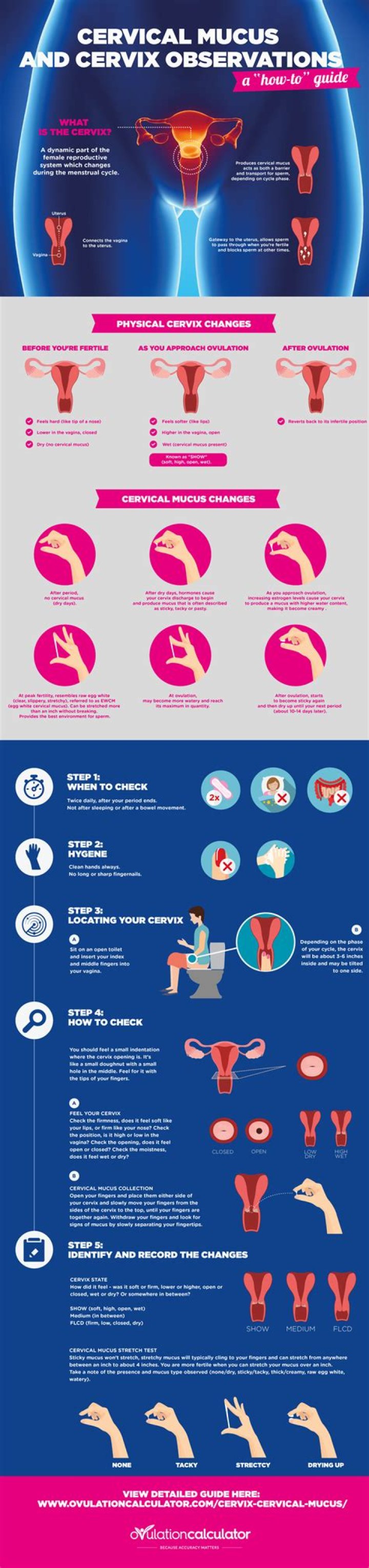 Can you move your cervix around?