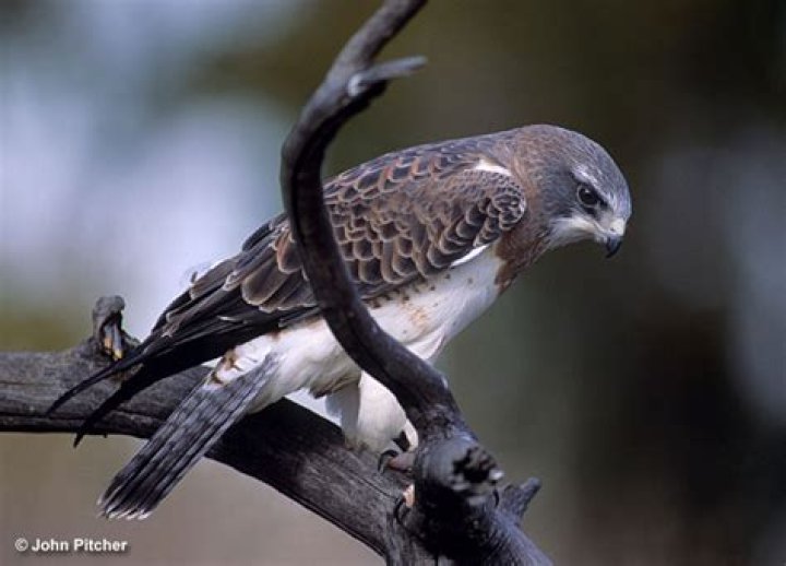 Can you own a hawk in Colorado?