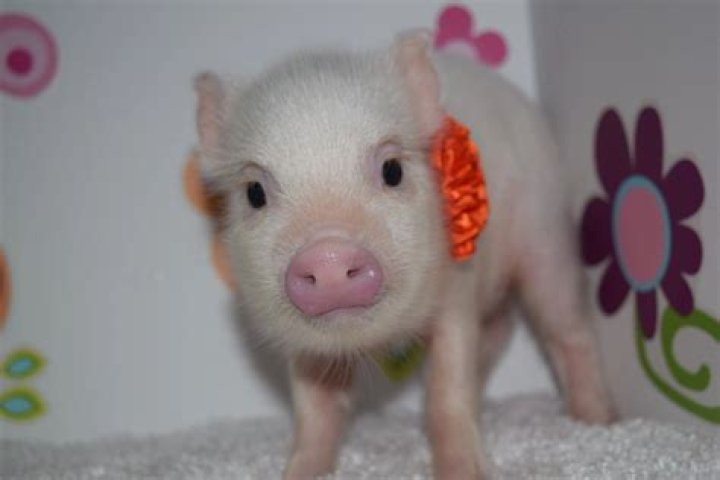 Can you own a teacup pig in New York?