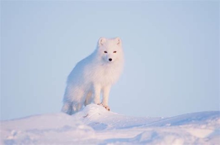 Can you own an Arctic fox in Canada?