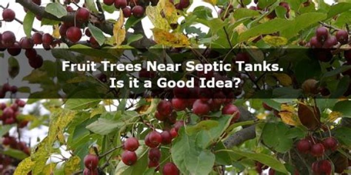 Can you plant fruit trees in a septic field?