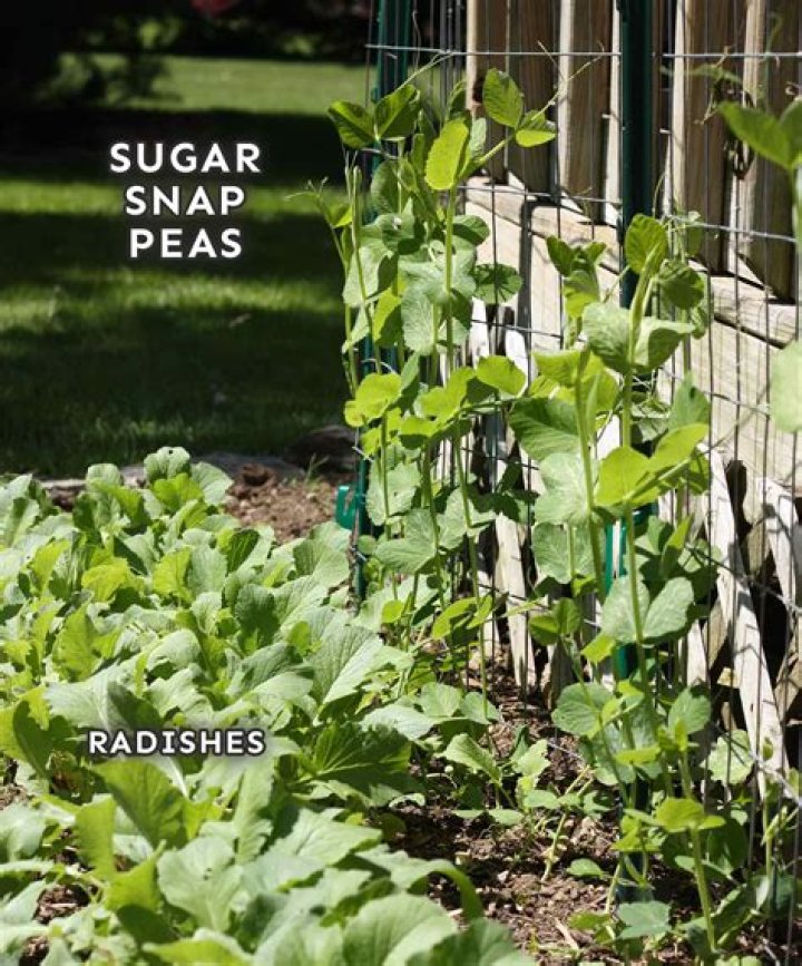 Can you plant sugar snap peas in July?