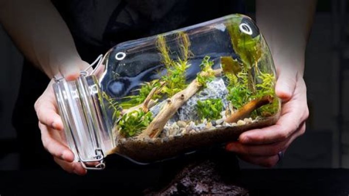 Can you put fish in an ecosphere?