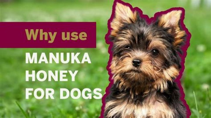 Can you put honey on a dog's wound?
