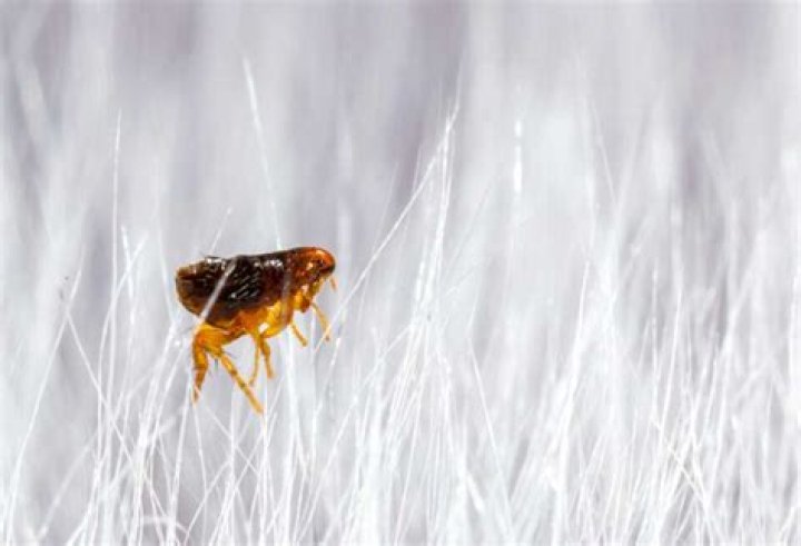 Can you see fleas jump?