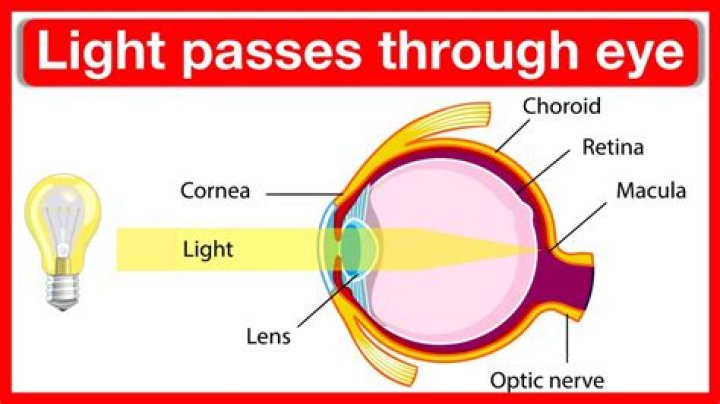Can you see light through your eyelids?