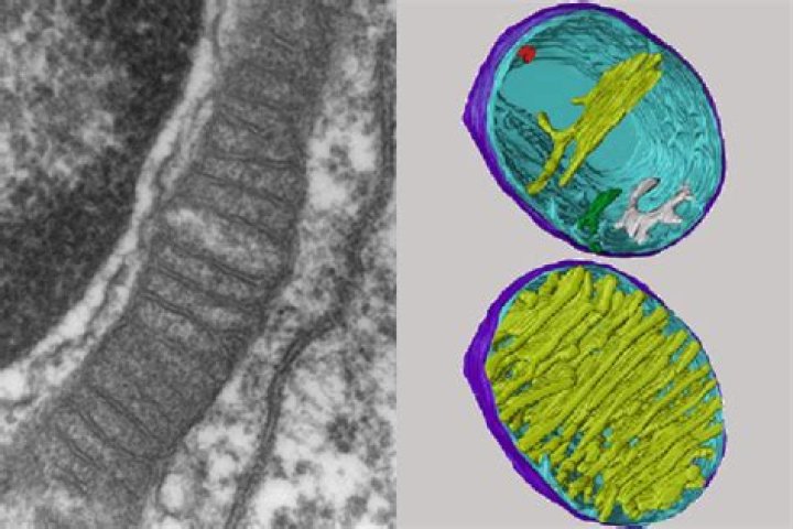Can you see mitochondria with a light microscope?