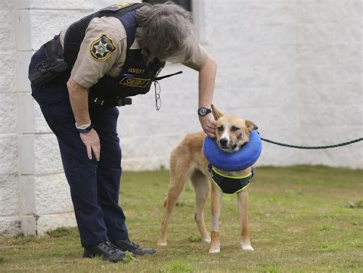 Can you shoot a dog to put it down?