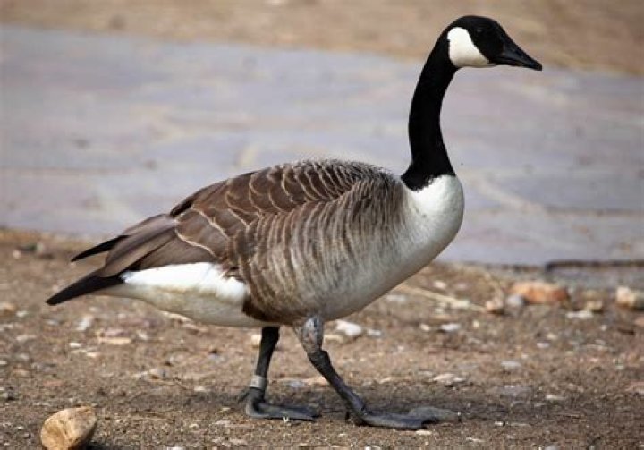 Can you shoot a goose in the water?