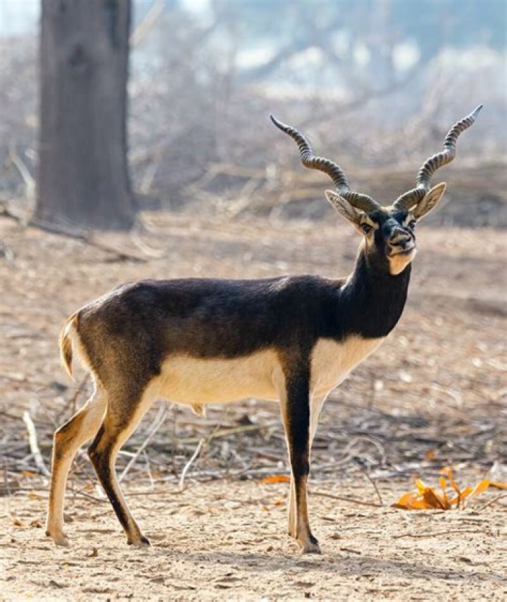 Can you shoot antelope in Texas?