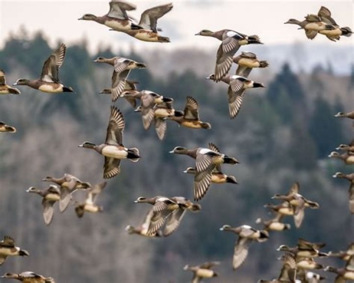 Can you shoot waterfowl on the ground?