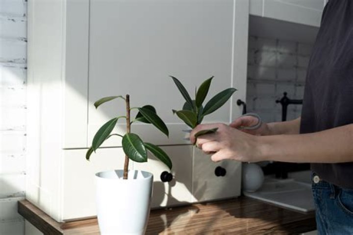 Can you take a cutting from a rubber plant?