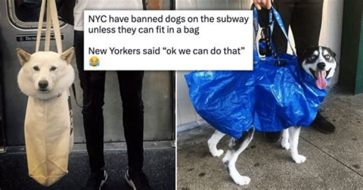 Can you take dogs into subway?