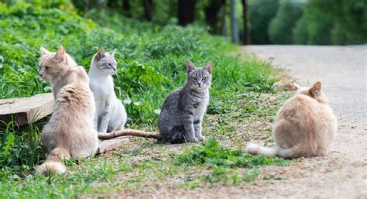 Can you take in a feral cat?
