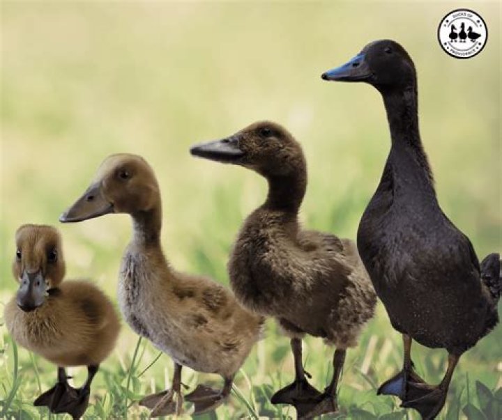 Can you tell how old a bird is?