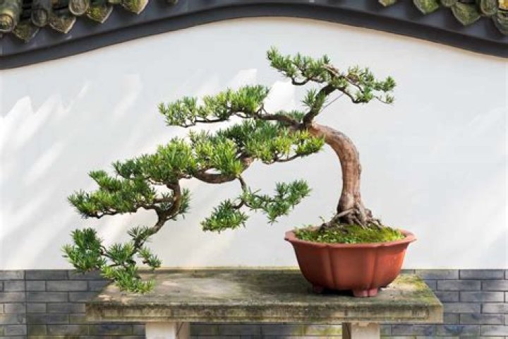 Can you train any tree to be a bonsai?