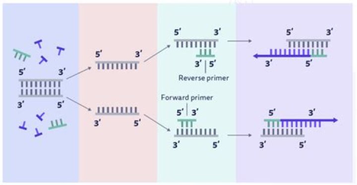 Can you use 2 different primers?
