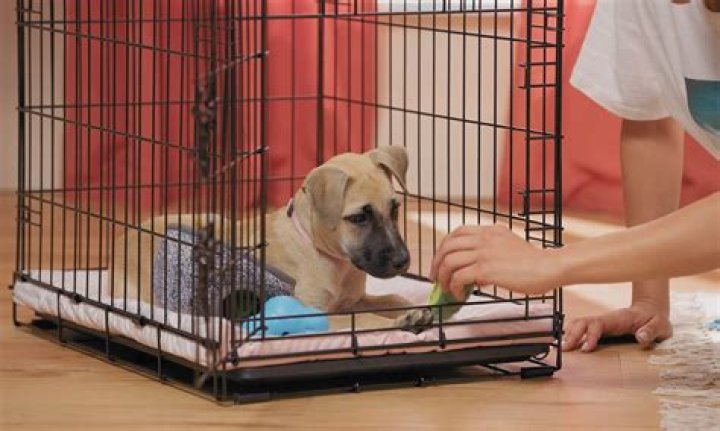Can you use a kennel for crate training?