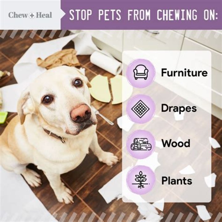 Can you use alcohol wipe on dog?