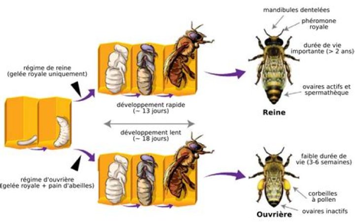Comment choisir la reine des abeilles ?