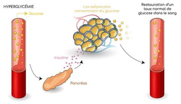 Comment l'insuline agit sur le foie ?