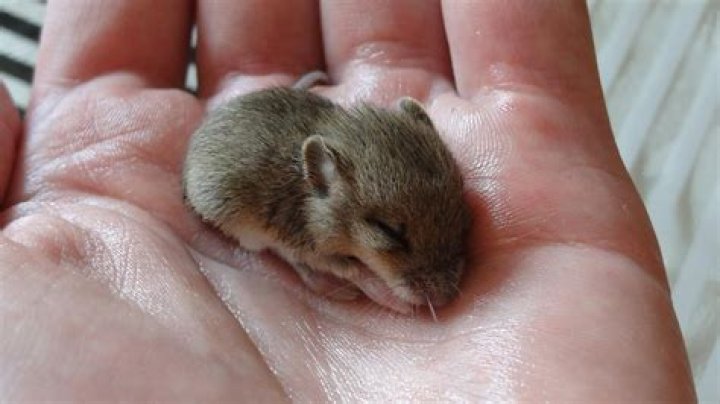 Comment nourrir un petit mulot ?