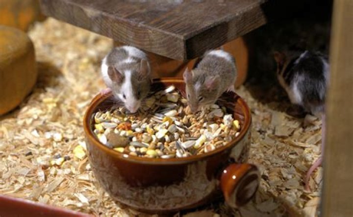 Comment nourrir une souris blanche ?