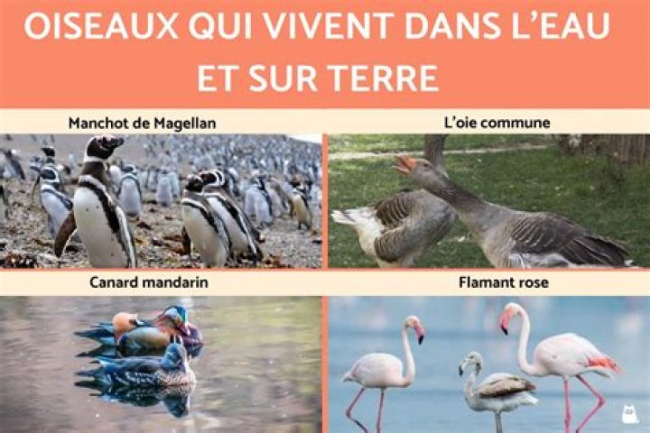 Comment on appelle les animaux qui vivent la nuit ?