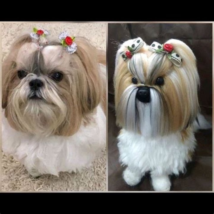 Como ensinar Shih Tzu a sentar?