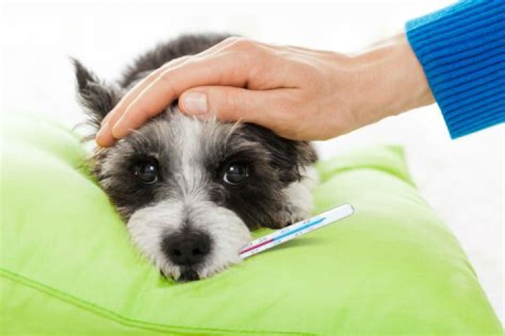 Como saber se o cachorro morreu de infarto?
