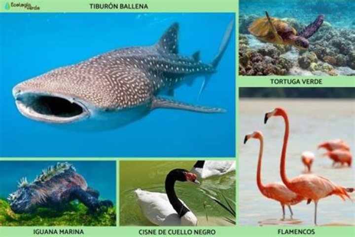Como se chama o animal que se alimenta de peixe?